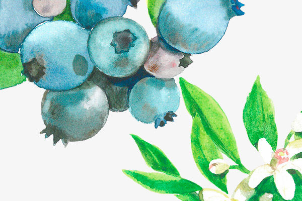 Illustration à l'aquarelle d'une grappe de myrtilles avec des feuilles vertes et une petite fleur blanche, sur un fond clair - parfait pour la création de catalogues ou d'élégantes conceptions botaniques.