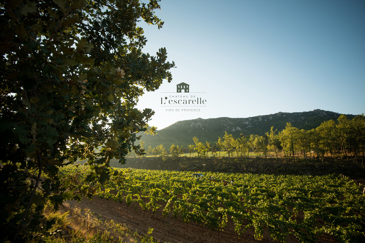 Un vignoble ensoleillé s'étend sur des collines ondulantes sous un ciel clair, avec des arbres encadrant le côté gauche. Les mots "Château de l'Escarelle, Vins de Provence" et agence marketing digitale à Nice sont superposés en haut au centre de l'image.