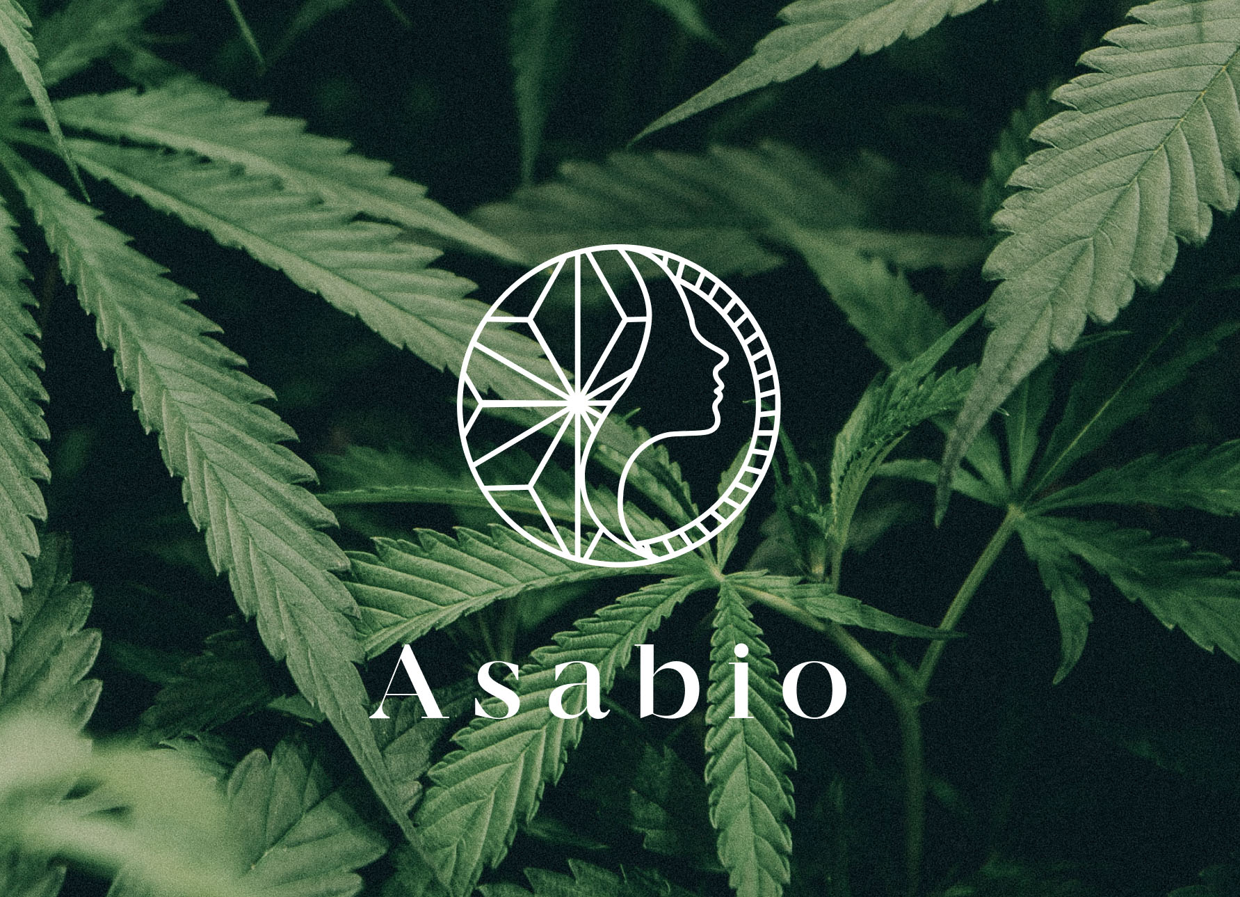 Gros plan sur des feuilles de cannabis vertes avec un logo circulaire blanc représentant le profil d'une femme et des lignes géométriques, reflétant une forte identité de marque. Le mot "Asabio" est écrit dans un élégant texte blanc sous le logo.
