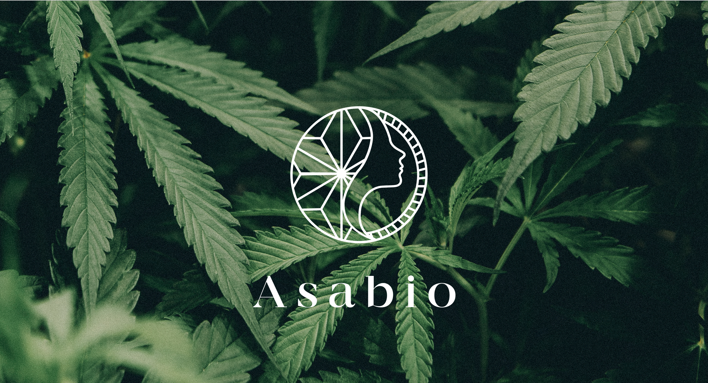 Gros plan sur des feuilles de cannabis verdoyantes avec un logo blanc, circulaire et abstrait représentant un profil humain stylisé et des lignes géométriques, reflétant une identité de marque distinctive. Le mot "Asabio" est écrit sous le logo en caractères élégants.