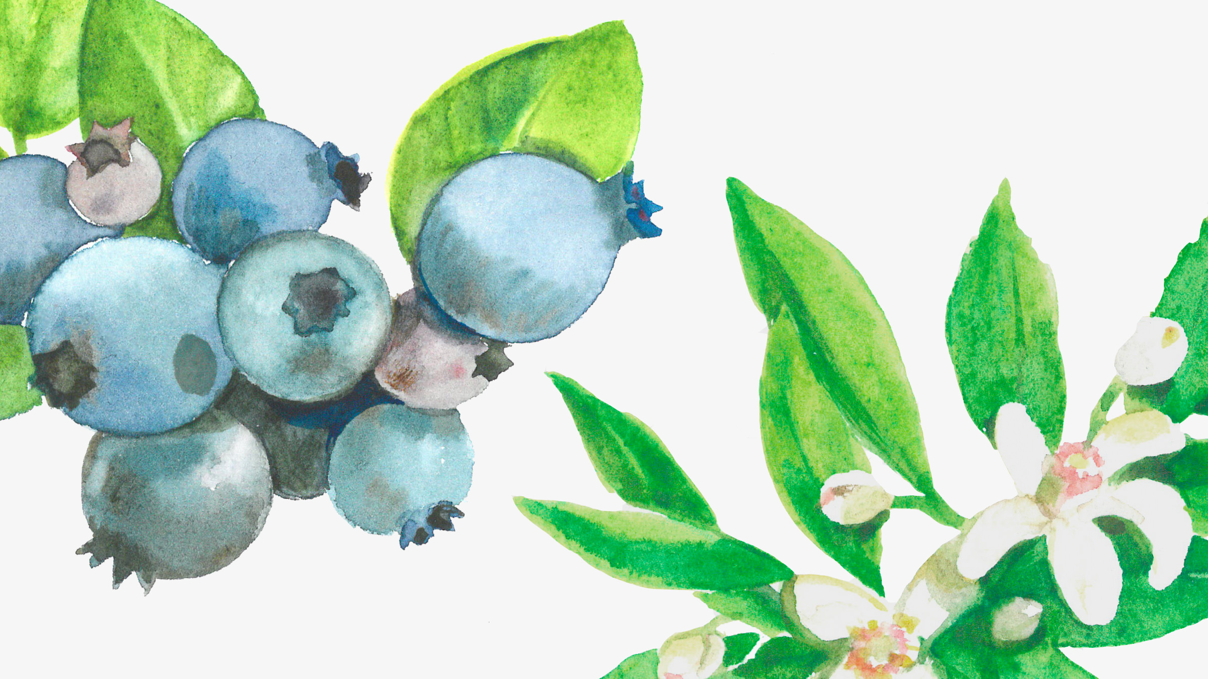Illustration à l'aquarelle d'une grappe de myrtilles avec des feuilles vertes à gauche, et de fleurs blanches avec des feuilles vertes à droite, parfaites pour un emballage alimentaire élégant sur un fond clair.