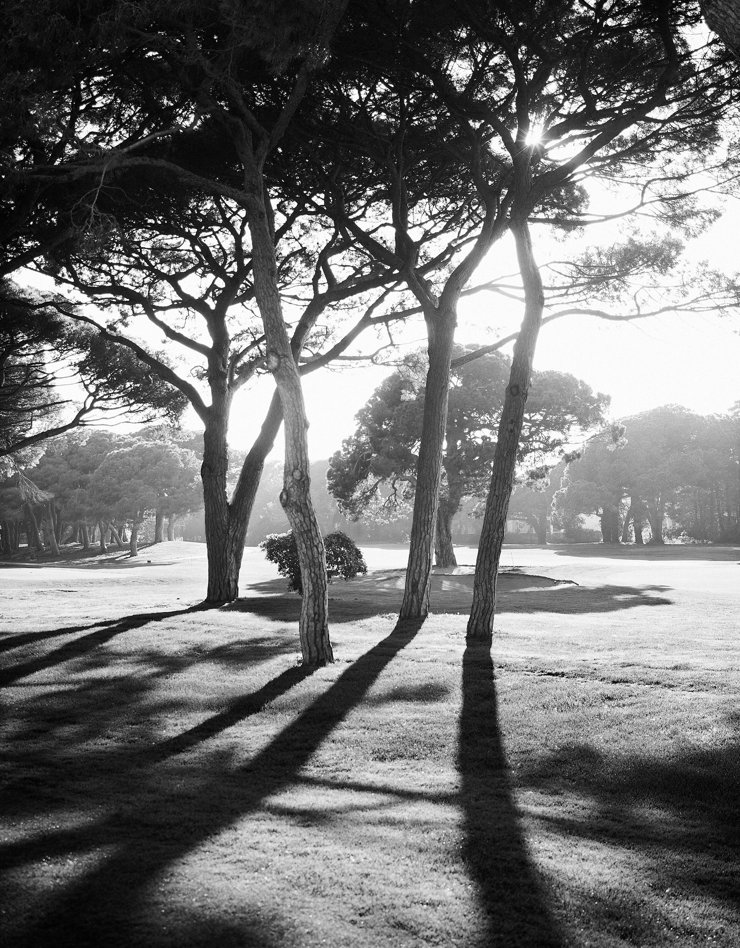 Photo en noir et blanc de pins projetant de longues ombres sur un champ herbeux au coucher du soleil, une scène sereine pour votre création de site web.